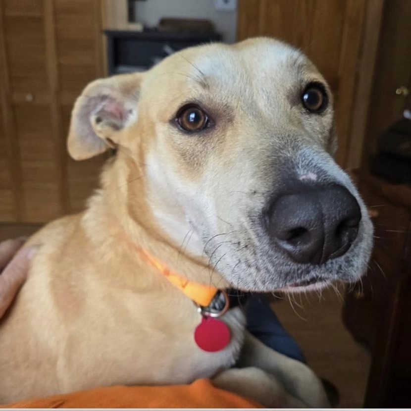 Enlarge April, a ADOPTABLE mixed breed in Cedarburg, WI image 2/5