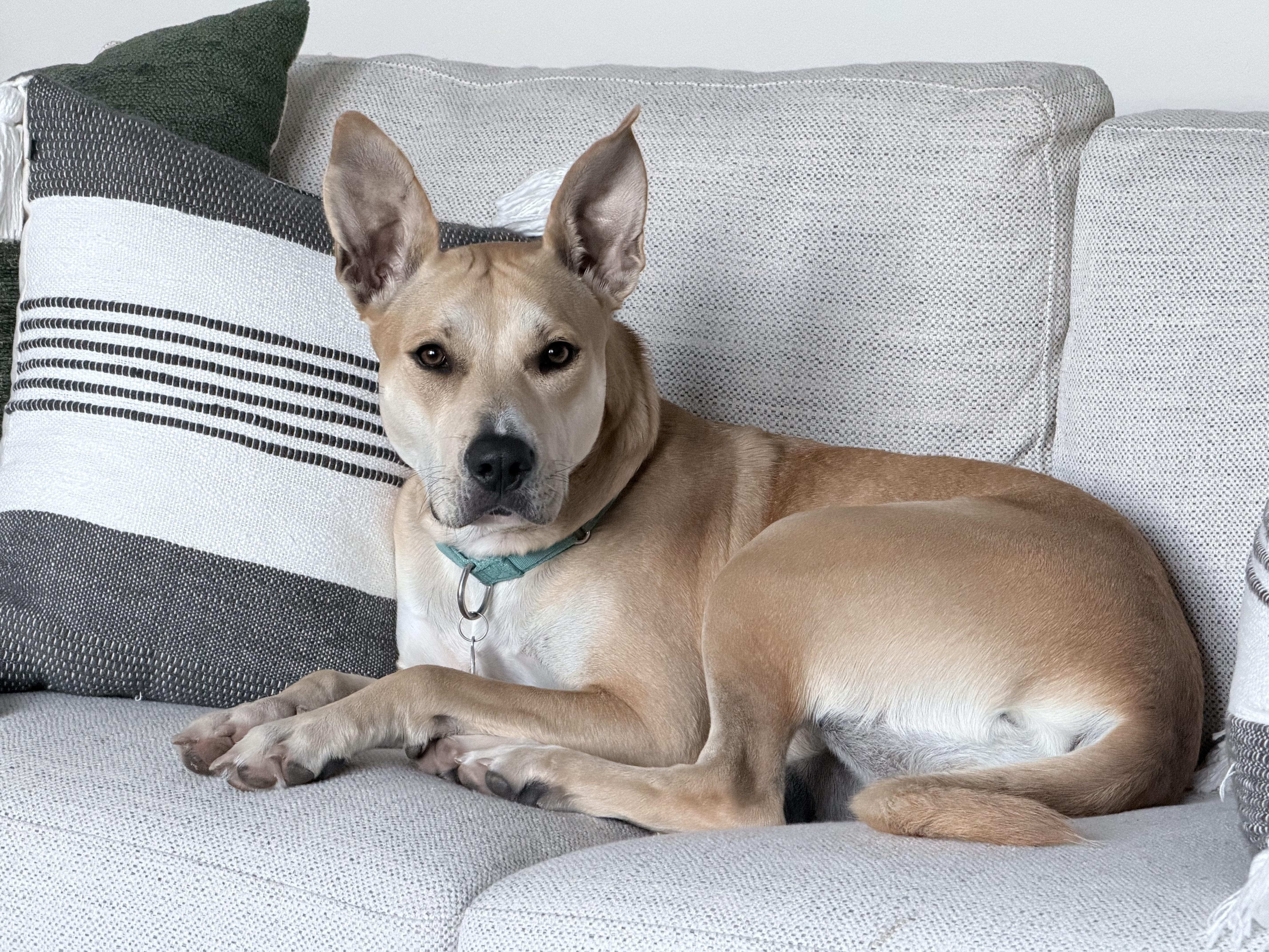 Enlarge April, a Adoptable mixed breed in Cedarburg, WI image 1/6