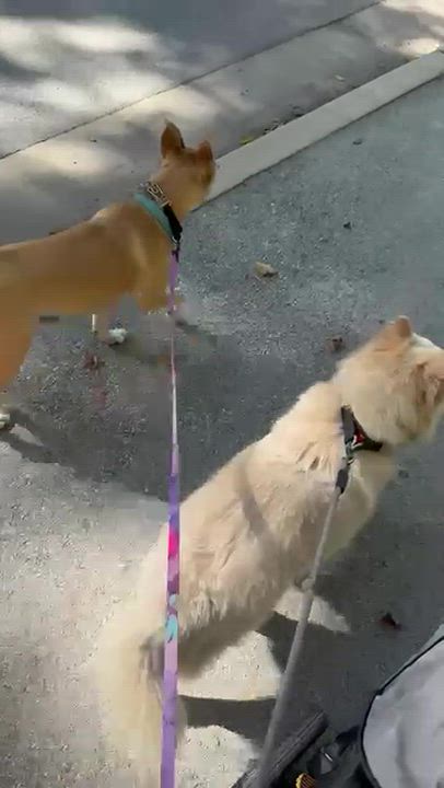 Enlarge April, a Adoptable mixed breed in Cedarburg, WI video 6/6