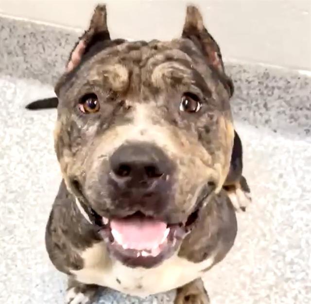 MERLE, Adoptable, Adult Female American Bulldog & Pit Bull Terrier.