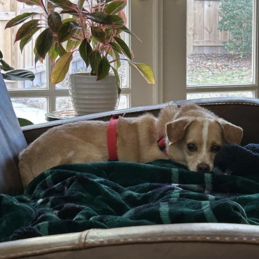 Rocco, Adoptable, Adult Male Terrier & Maltese.