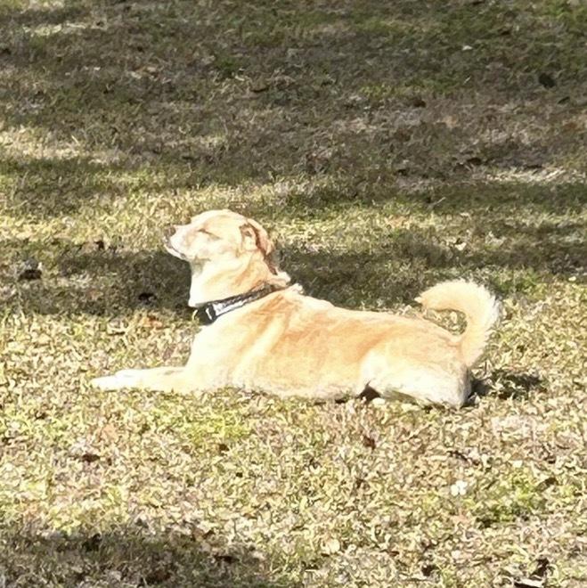 Enlarge Rocco, a Adoptable mixed breed in Orlando, FL image 2/6