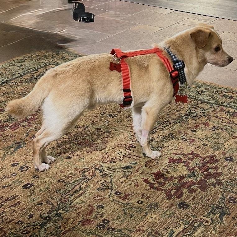 Enlarge Rocco, a Adoptable mixed breed in Orlando, FL image 3/6