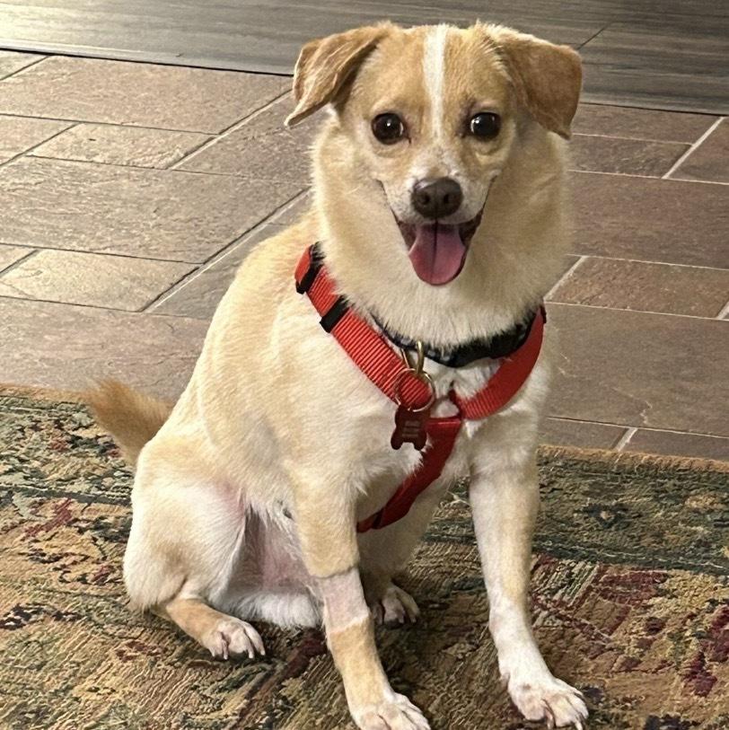 Enlarge Rocco, a Adoptable mixed breed in Orlando, FL image 4/6