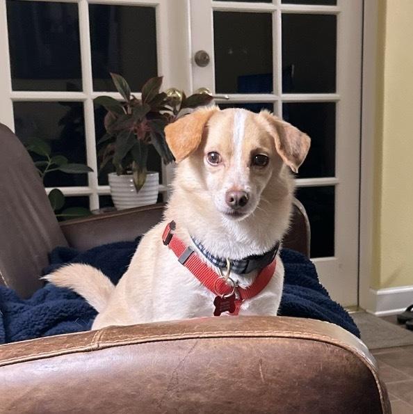 Enlarge Rocco, a Adoptable mixed breed in Orlando, FL image 6/6