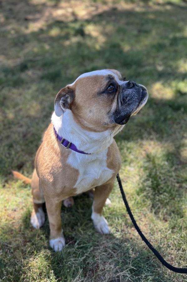 Enlarge Zorro, a Adoptable mixed breed in Vancouver, WA image 1/1