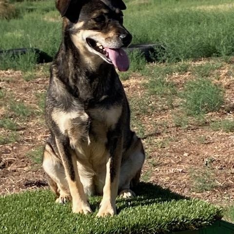 Delta Dawn, a Adoptable mixed breed in Mayer, AZ image 4/4