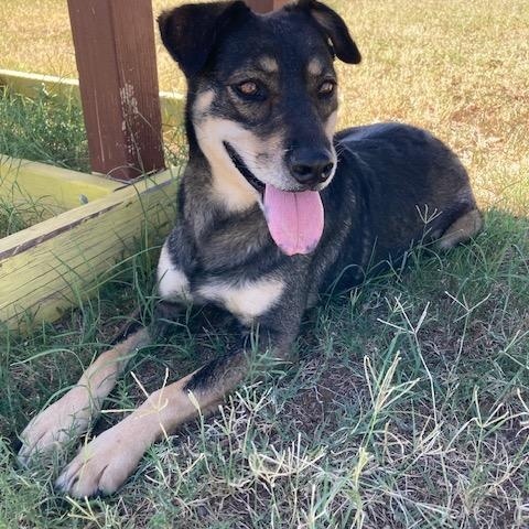 Delta Dawn, a Adoptable mixed breed in Mayer, AZ image 3/4