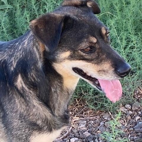 Delta Dawn, a Adoptable mixed breed in Mayer, AZ image 2/4
