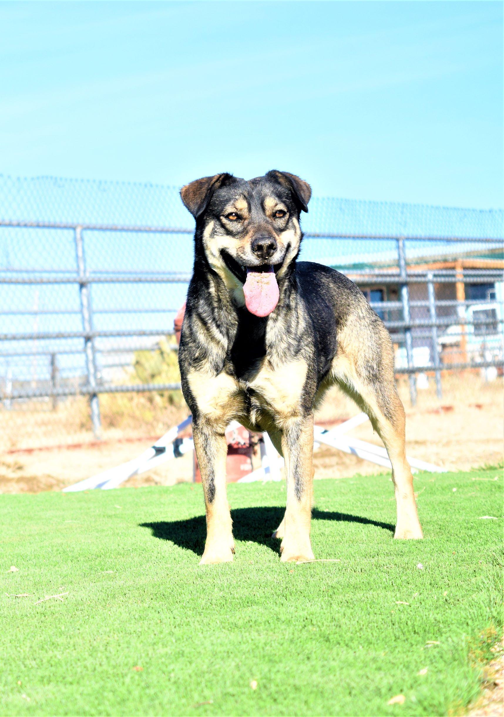 Delta Dawn, a Adoptable mixed breed in Mayer, AZ image 1/4