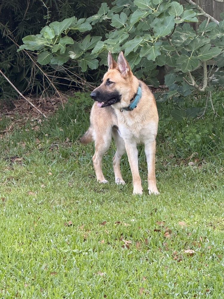Enlarge Blaze, a Adoptable German Shepherd Dog in Houston, TX image 1/6