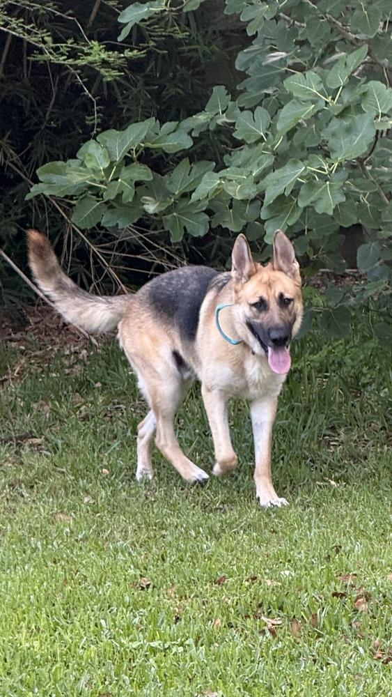 Enlarge Blaze, a Adoptable German Shepherd Dog in Houston, TX image 2/6
