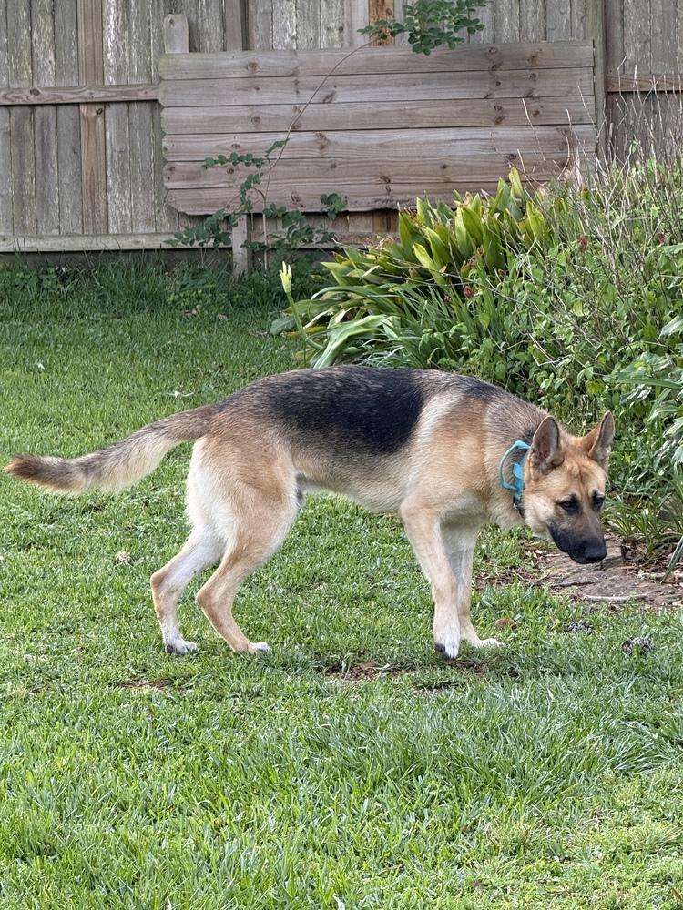 Enlarge Blaze, a Adoptable German Shepherd Dog in Houston, TX image 3/6