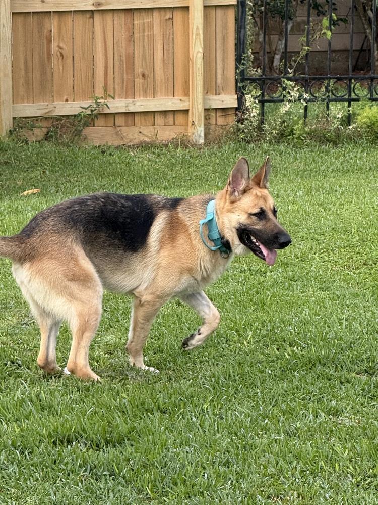 Enlarge Blaze, a Adoptable German Shepherd Dog in Houston, TX image 4/6