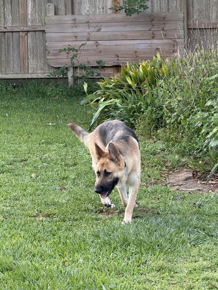 Enlarge Blaze, a Adoptable German Shepherd Dog in Houston, TX image 5/6