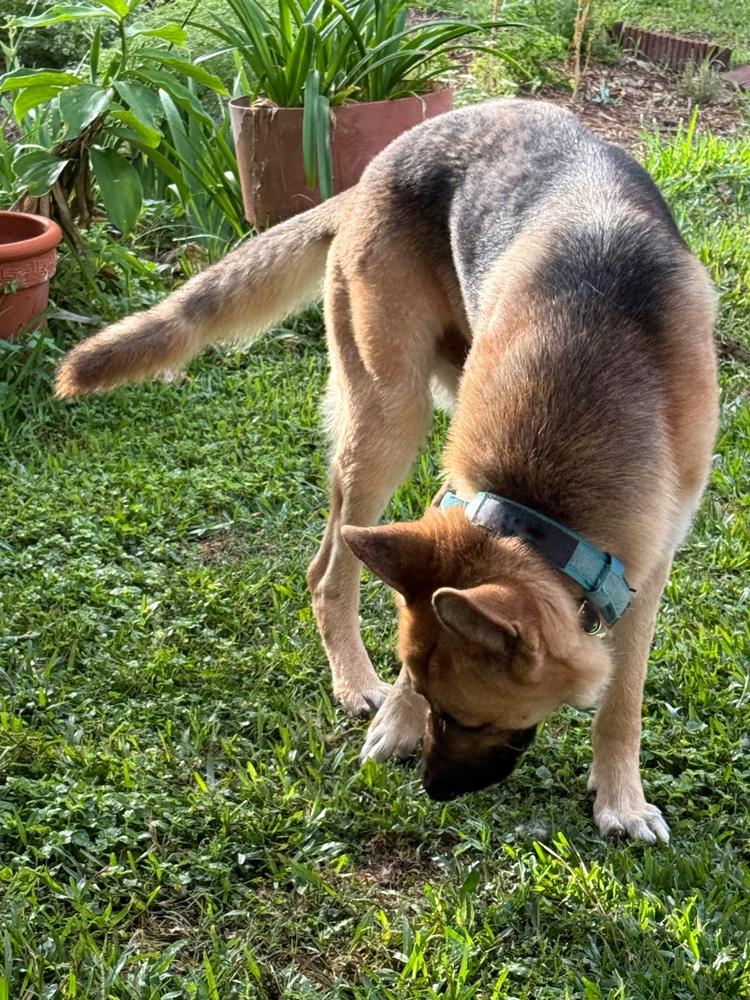Enlarge Blaze, a Adoptable German Shepherd Dog in Houston, TX image 6/6