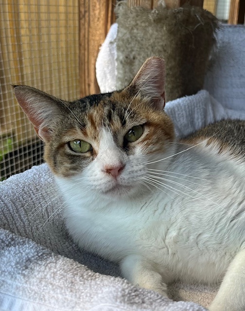 Enlarge Amelia, a Adoptable Torbie in Porter, TX image 1/1