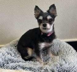 Amanda, adopted, Adult Female Chorkie.