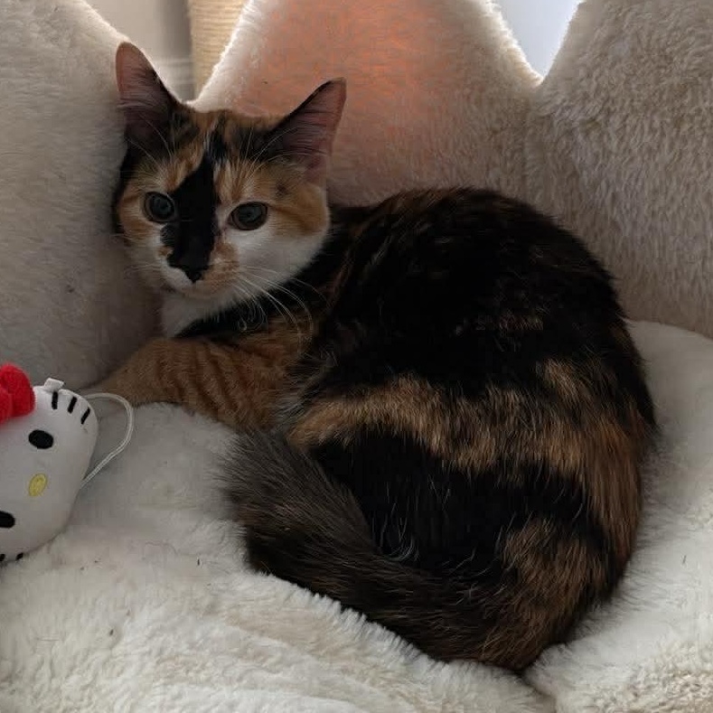 Enlarge Callie, a ADOPTABLE Calico in Aberdeen, NC image 1/1