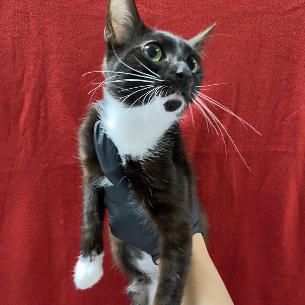 Debbie, Adoptable, Young Female Domestic Short Hair.