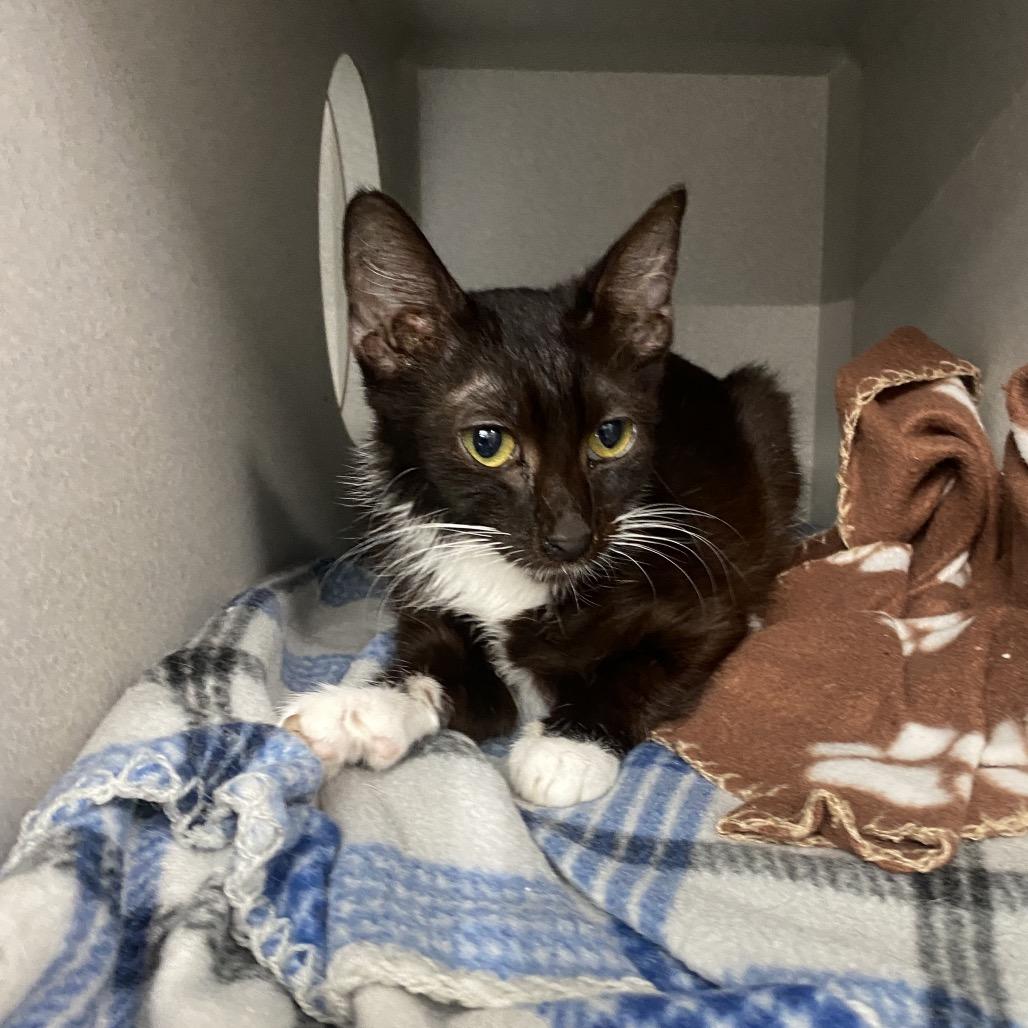 Enlarge Debbie, a Adoptable Domestic Short Hair in Long Beach, CA image 3/6