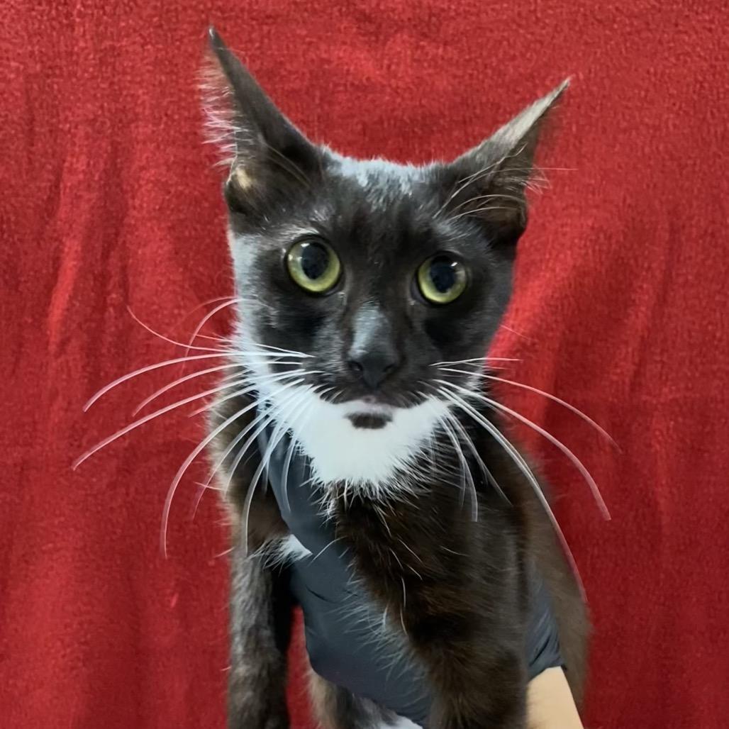 Enlarge Debbie, a Adoptable Domestic Short Hair in Long Beach, CA image 5/6