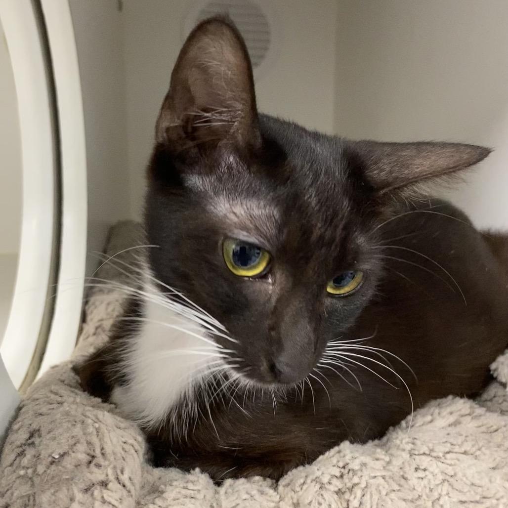 Enlarge Debbie, a Adoptable Domestic Short Hair in Long Beach, CA image 6/6