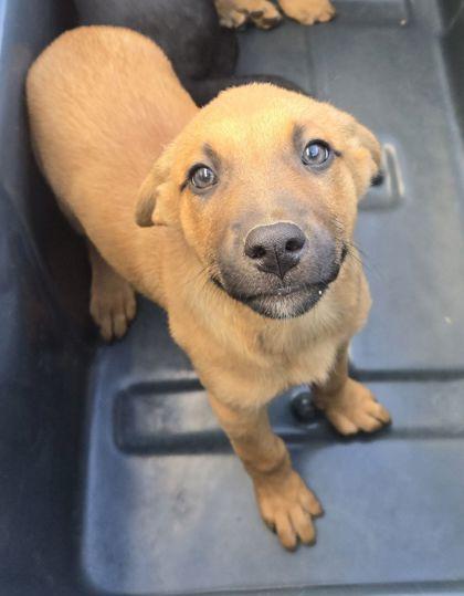 Maya, Adoptable, Puppy Female Shepherd & Mixed Breed.