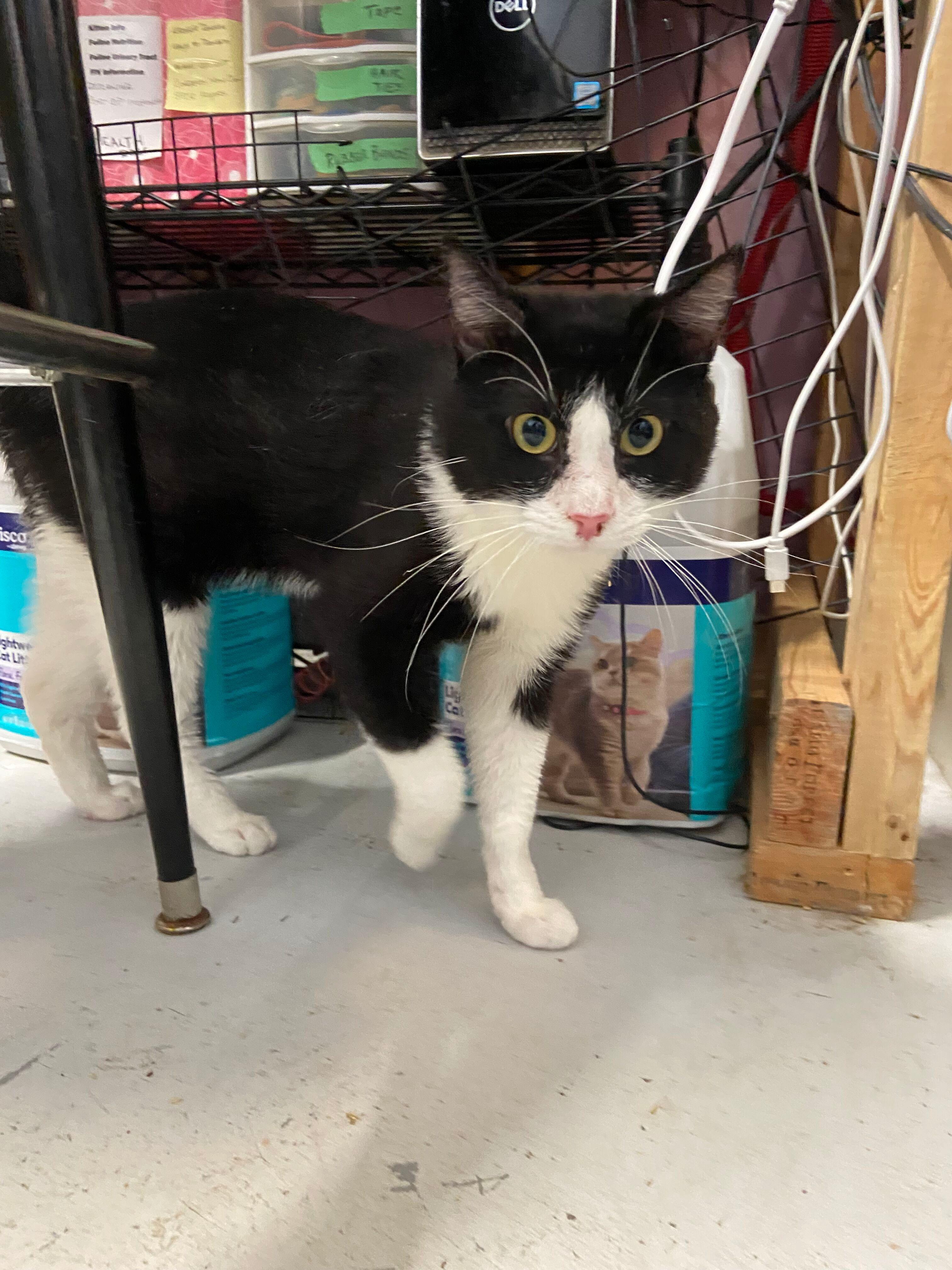 Monte, a Adoptable Tuxedo in Peru, IN image 6/6