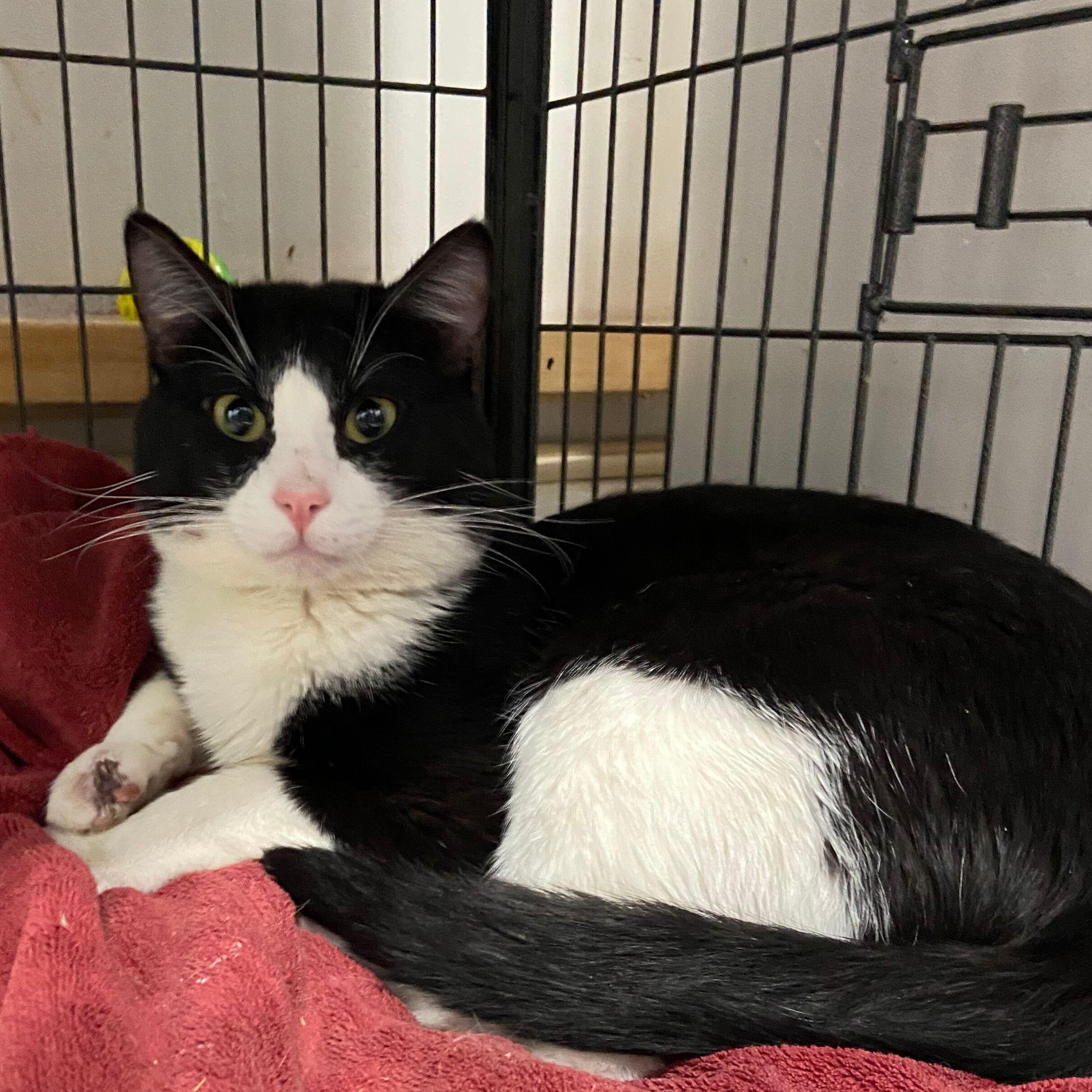 Monte, a Adoptable Tuxedo in Peru, IN image 1/6