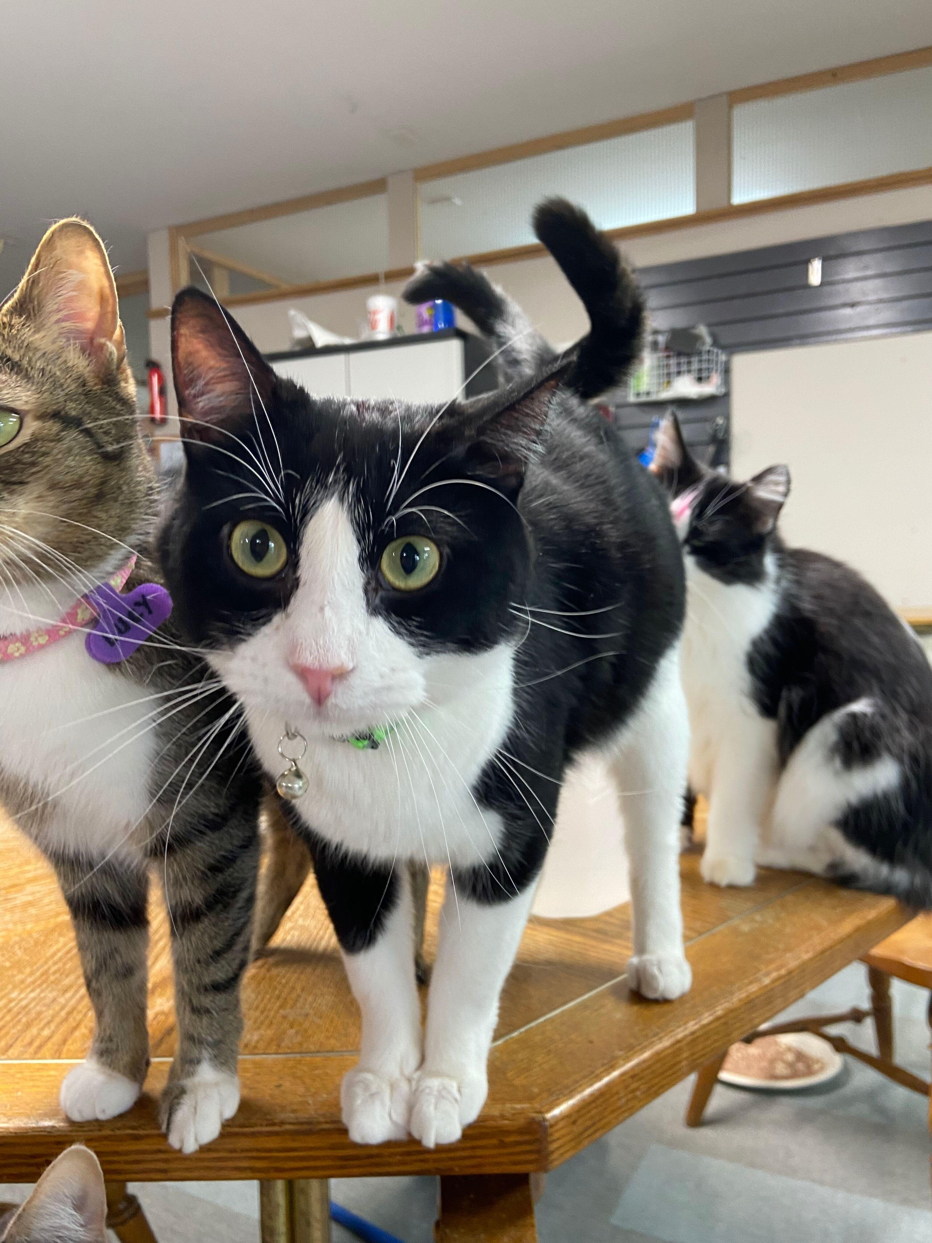 Monte, Adoptable, Adult Male Tuxedo.