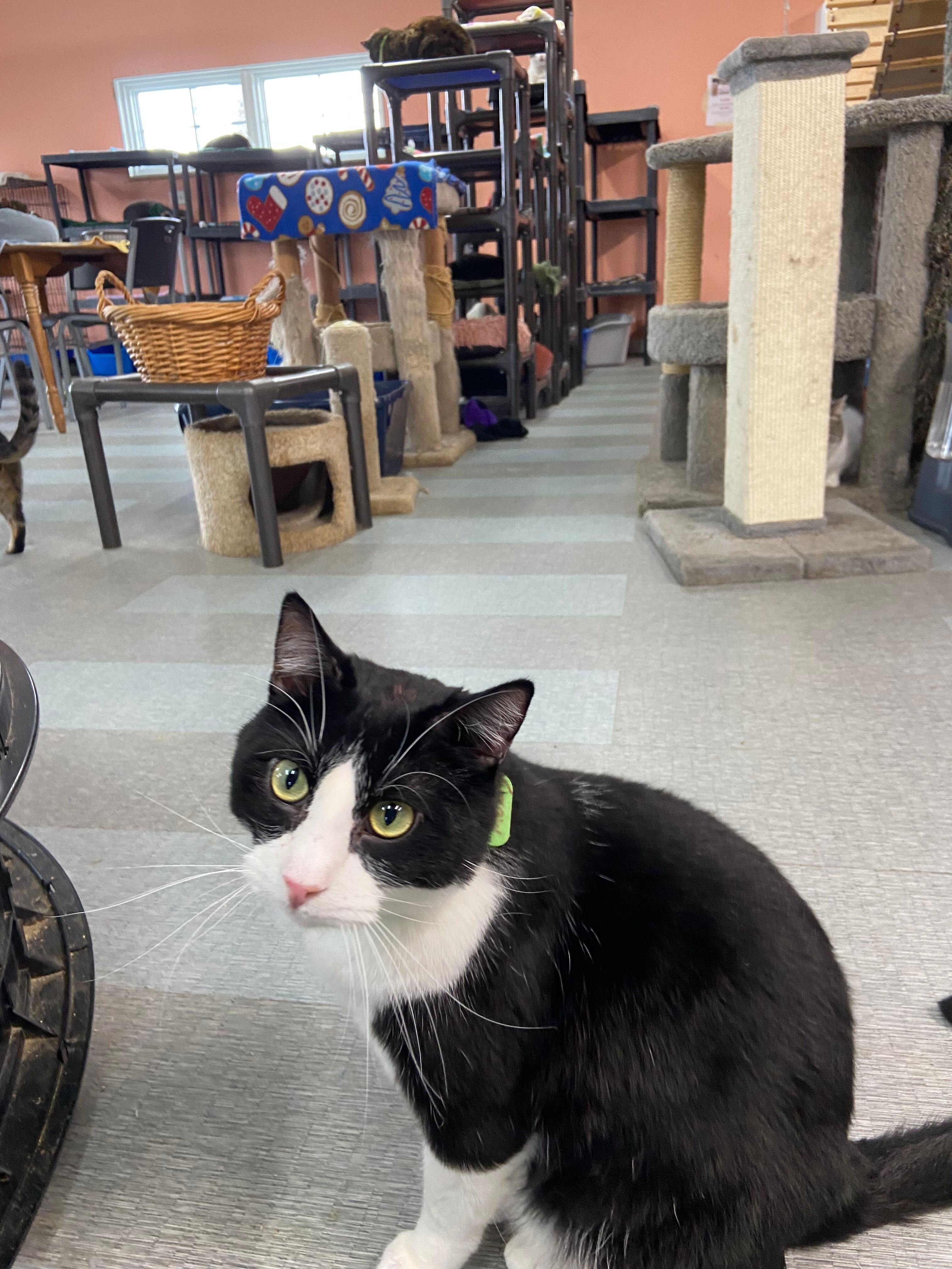 Monte, a Adoptable Tuxedo in Peru, IN image 5/5