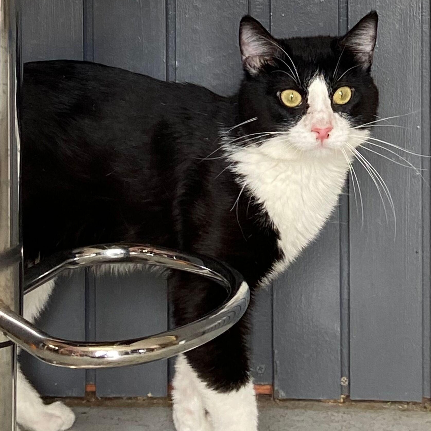 Monte, a Adoptable Tuxedo in Peru, IN image 2/6