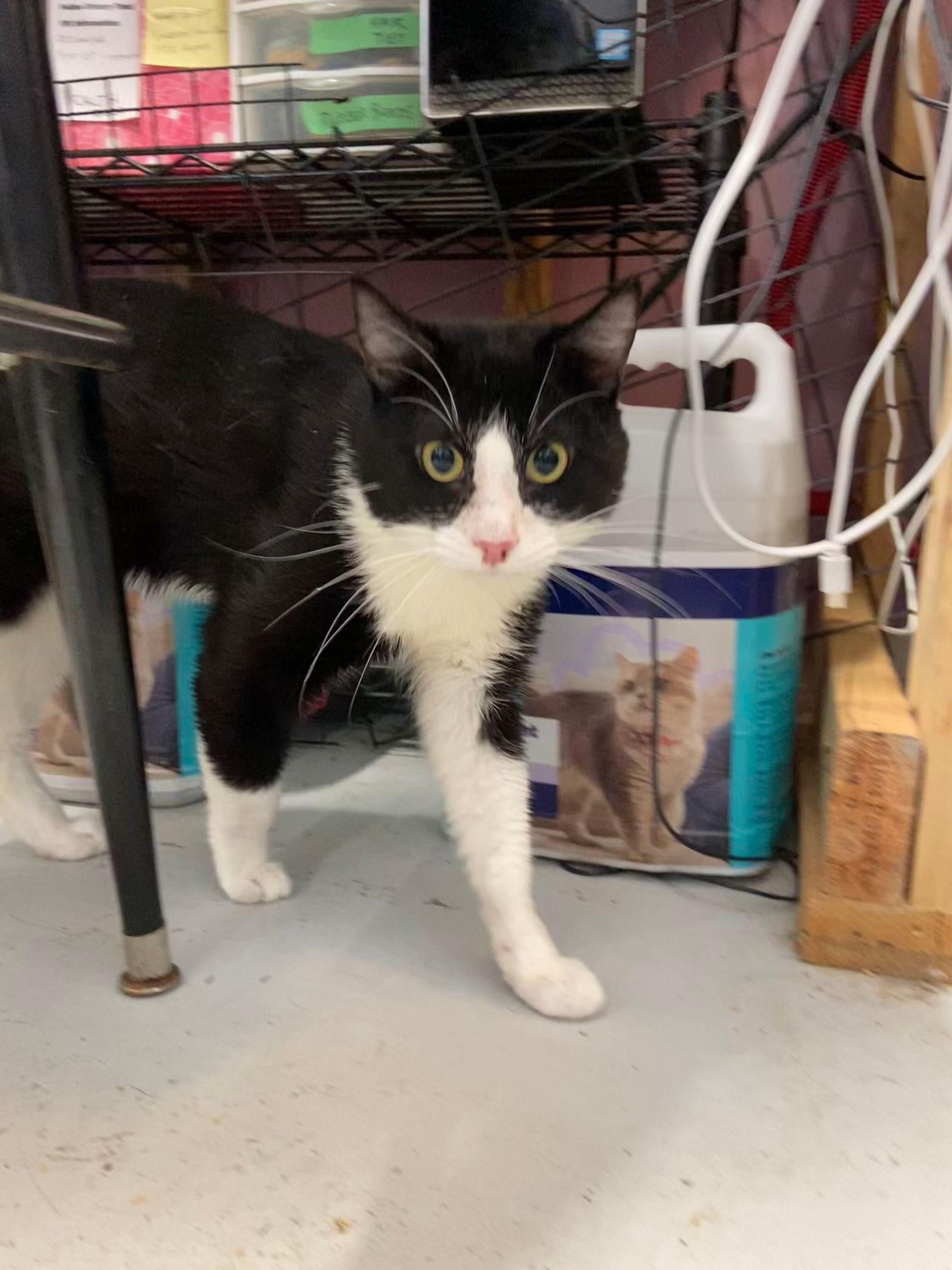 Monte, a Adoptable Tuxedo in Peru, IN image 5/6