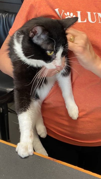 Enlarge Monte, a Adoptable Tuxedo in Peru, IN video 3/6