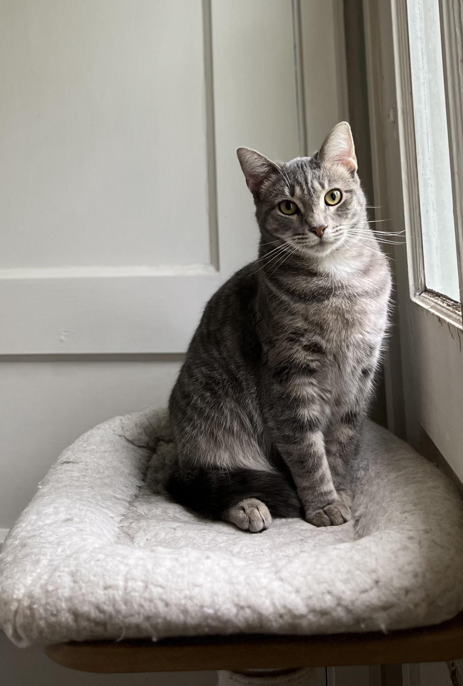 Pippi, adoptable, Young Female Domestic Short Hair.