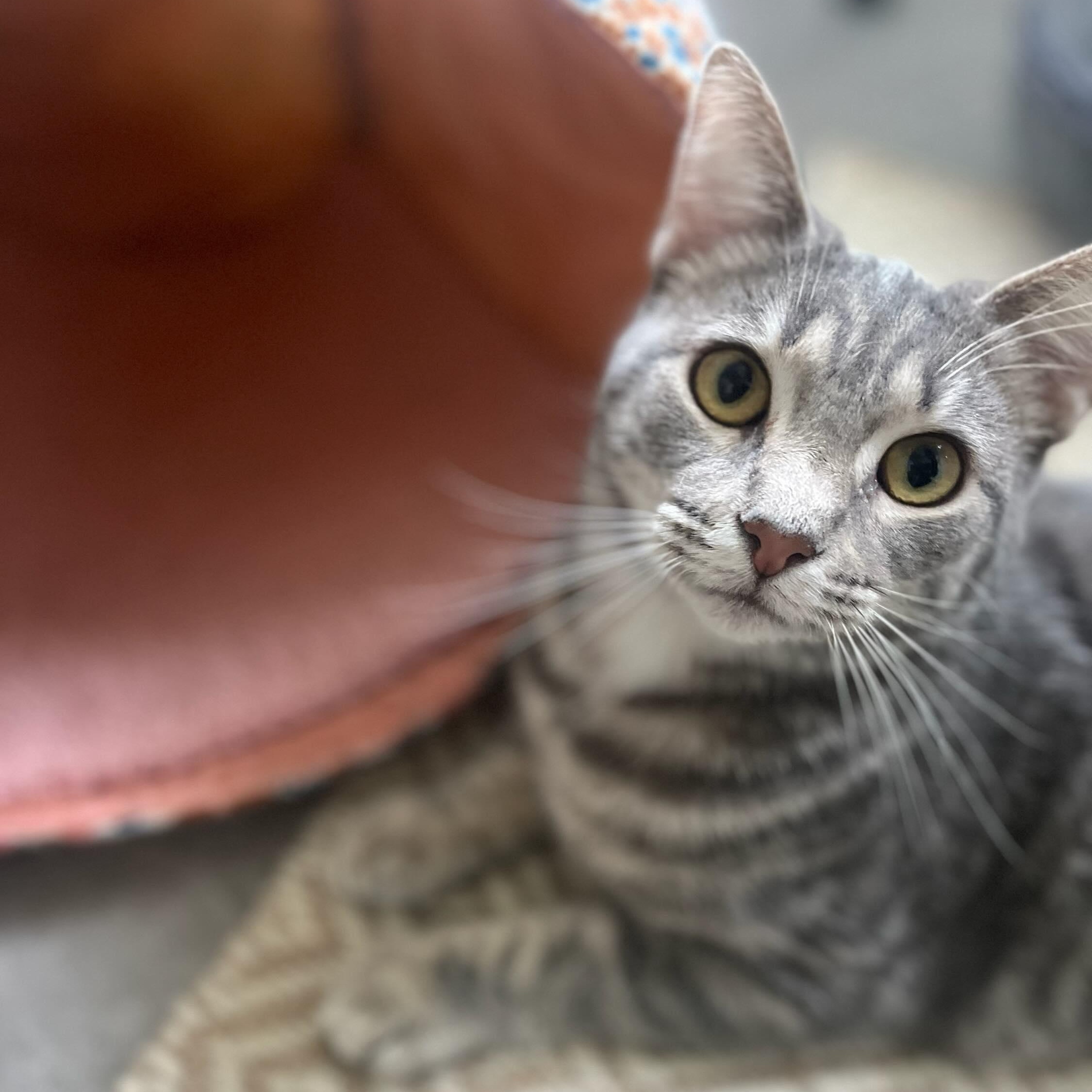 Enlarge Pippi, an adoptable Domestic Short Hair in Nashville, TN image 2/5