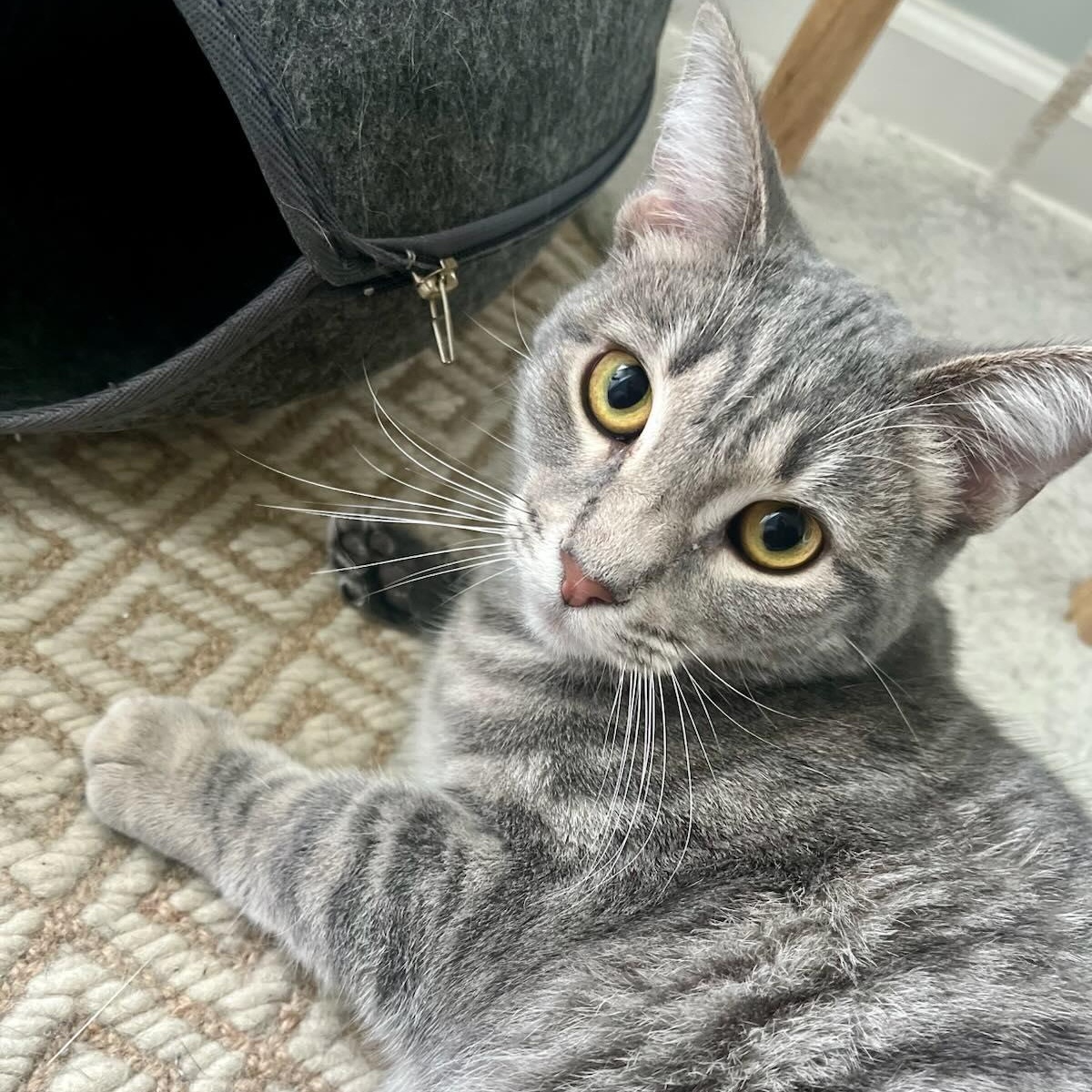 Enlarge Pippi, an adoptable Domestic Short Hair in Nashville, TN image 4/5