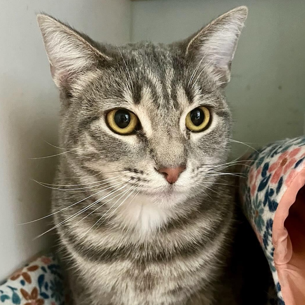 Enlarge Pippi, an adoptable Domestic Short Hair in Nashville, TN image 3/5