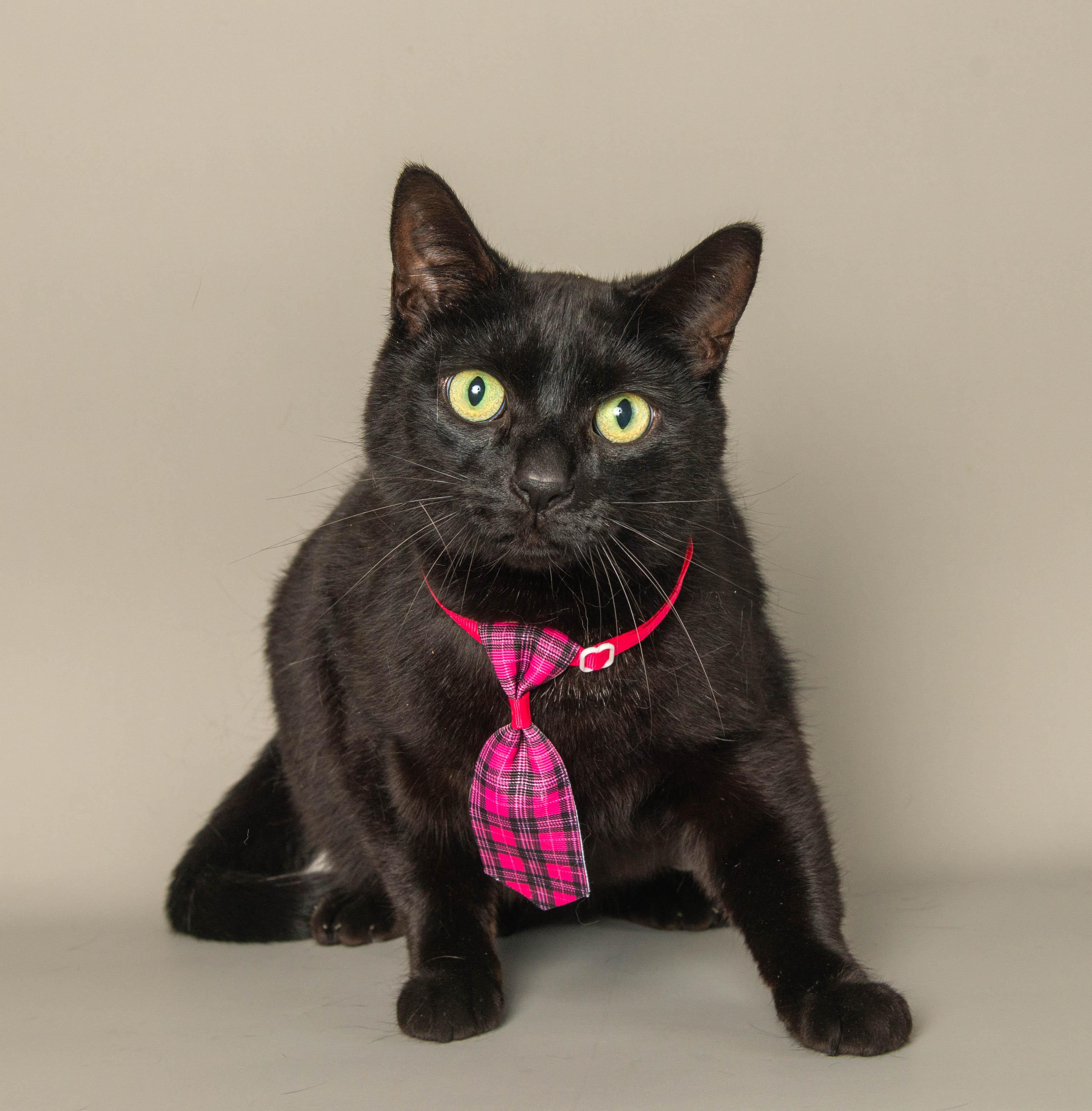Enlarge JOHNNY, an adopted Domestic Short Hair in Wyandotte, MI image 1/2
