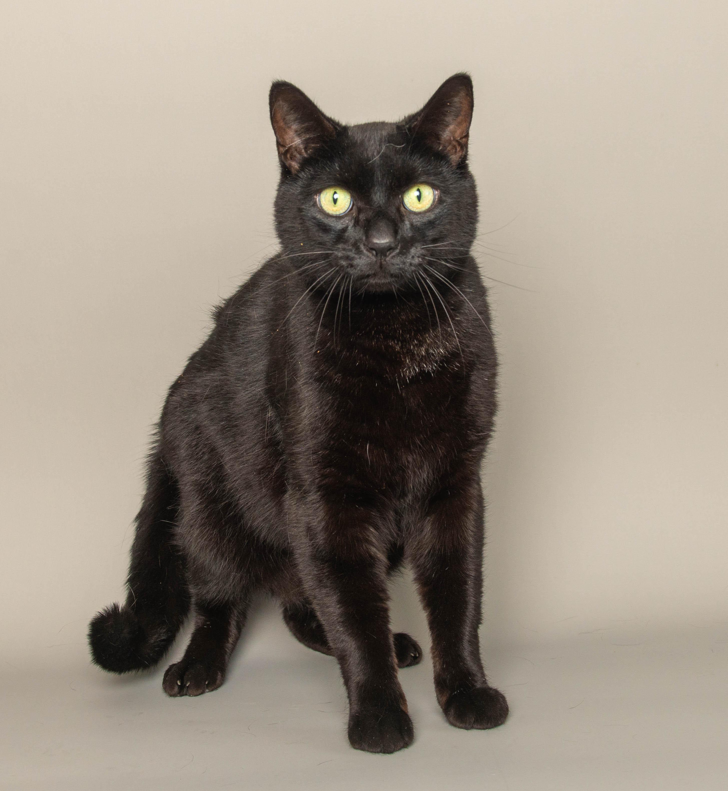 Enlarge JOHNNY, an adopted Domestic Short Hair in Wyandotte, MI image 2/2