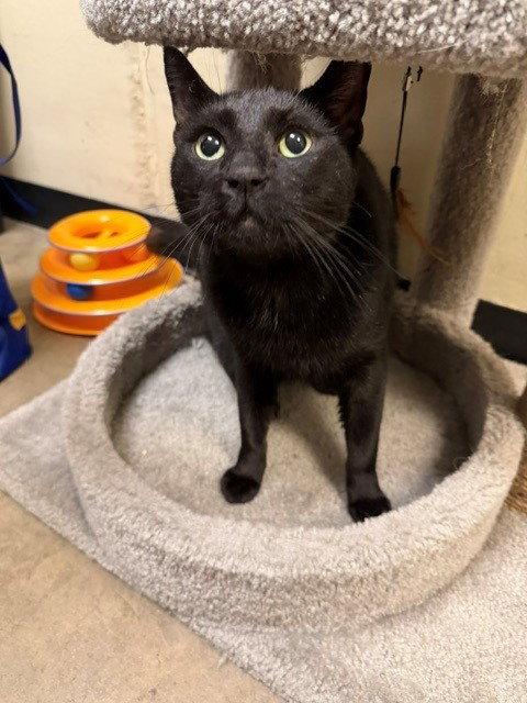 Little Blackie, Adoptable, Adult Male Domestic Short Hair.