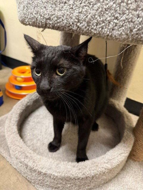 Enlarge Little Blackie, a Adoptable Domestic Short Hair in Phoenix, AZ image 2/3