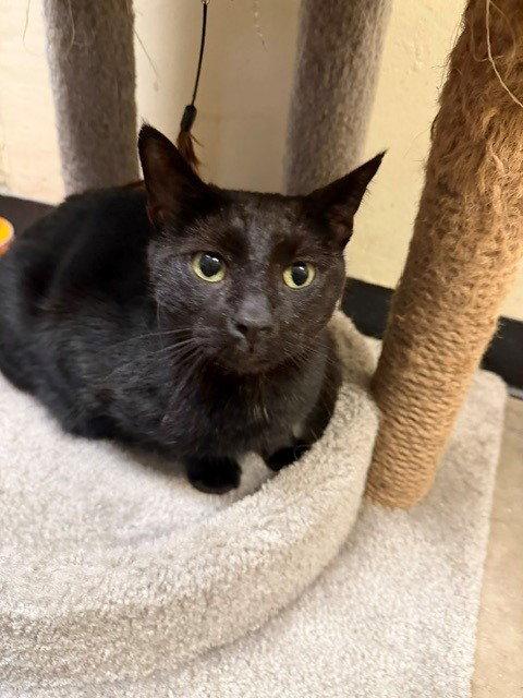 Enlarge Little Blackie, a Adoptable Domestic Short Hair in Phoenix, AZ image 3/3