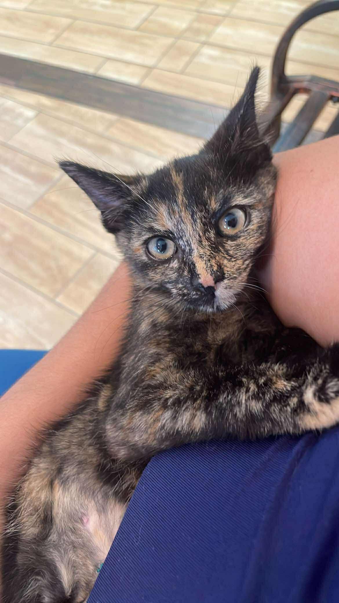 Penelope