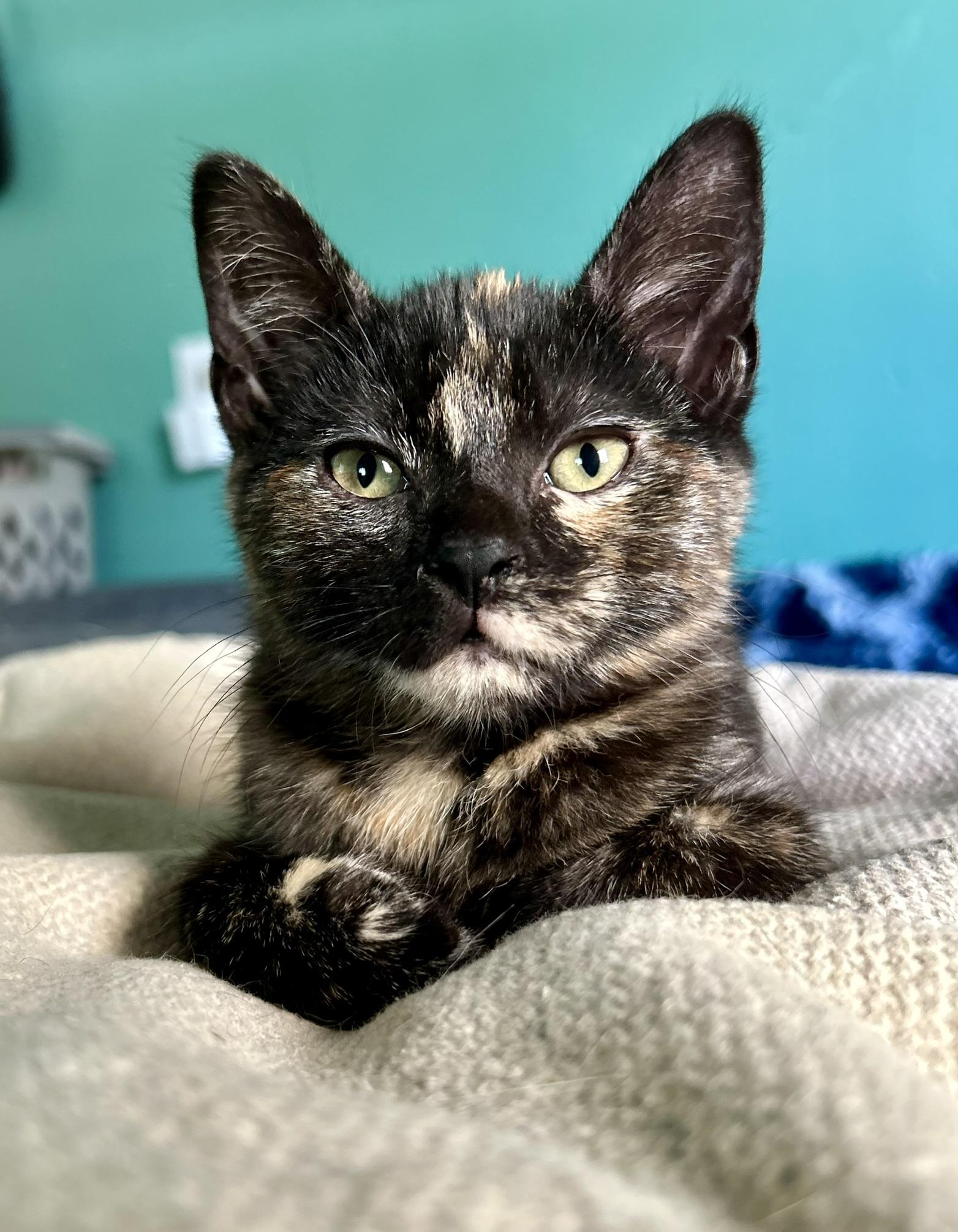 Enlarge Truffle & Chanterelle, a Adoptable Domestic Short Hair in McDonald, PA image 2/4