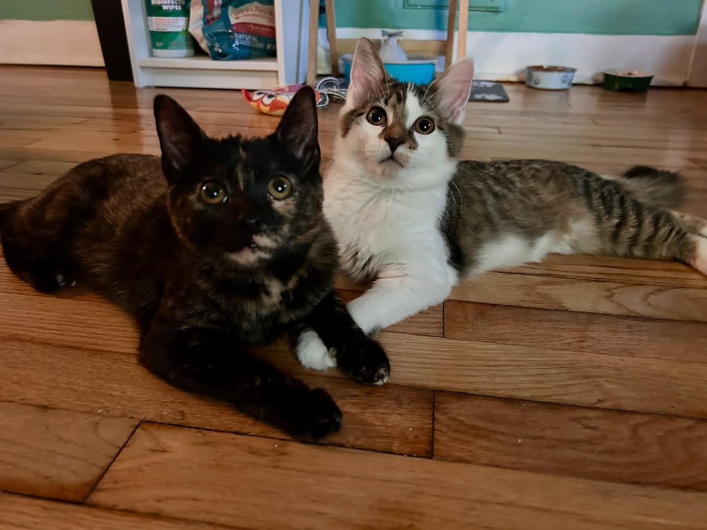 Enlarge Truffle & Chanterelle, a Adoptable Domestic Short Hair in McDonald, PA image 3/4