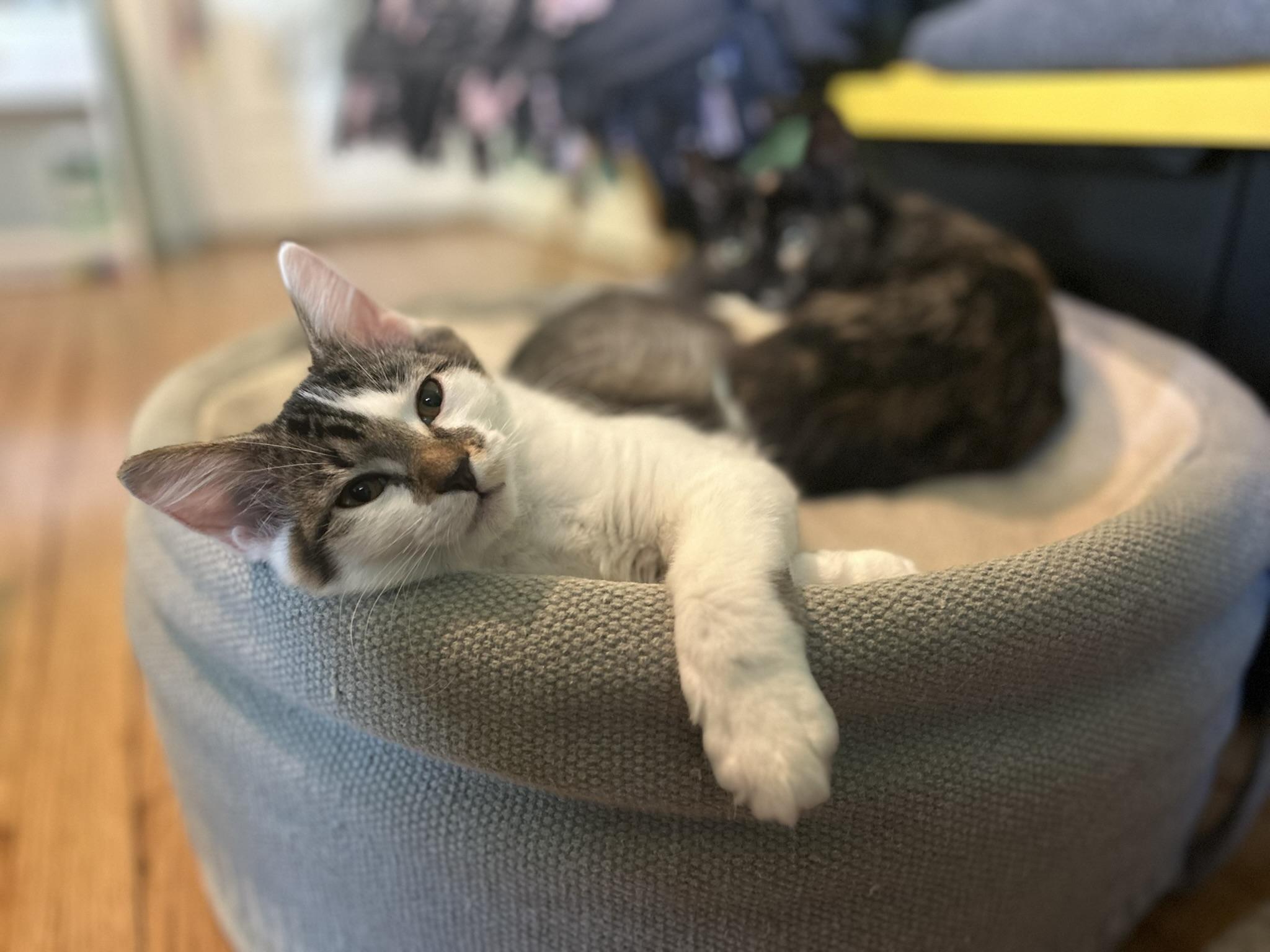 Enlarge Truffle & Chanterelle, a Adoptable Domestic Short Hair in McDonald, PA image 4/4