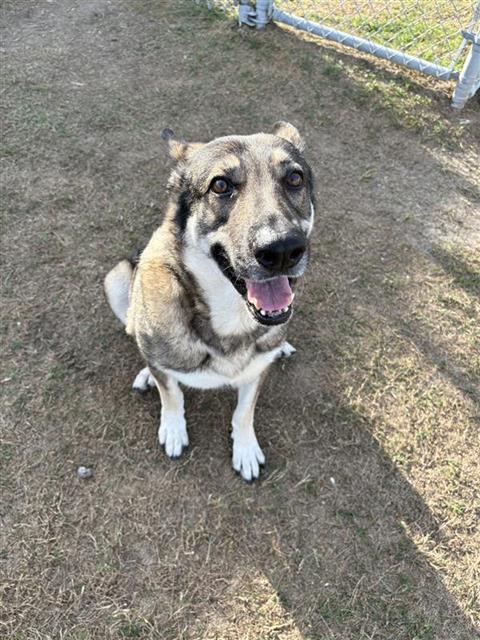 MIA, Adoptable, Senior Female German Shepherd Dog.