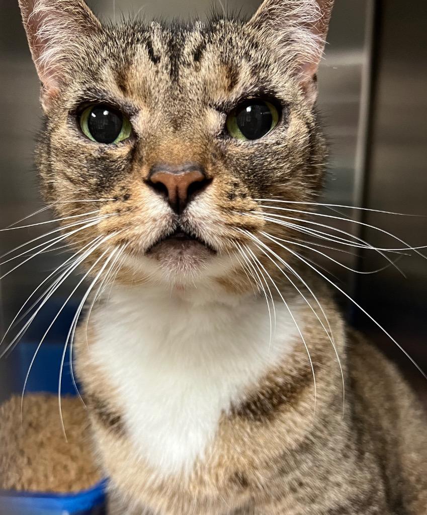 Sally Sirloin, Adoptable, Senior Female Domestic Short Hair.